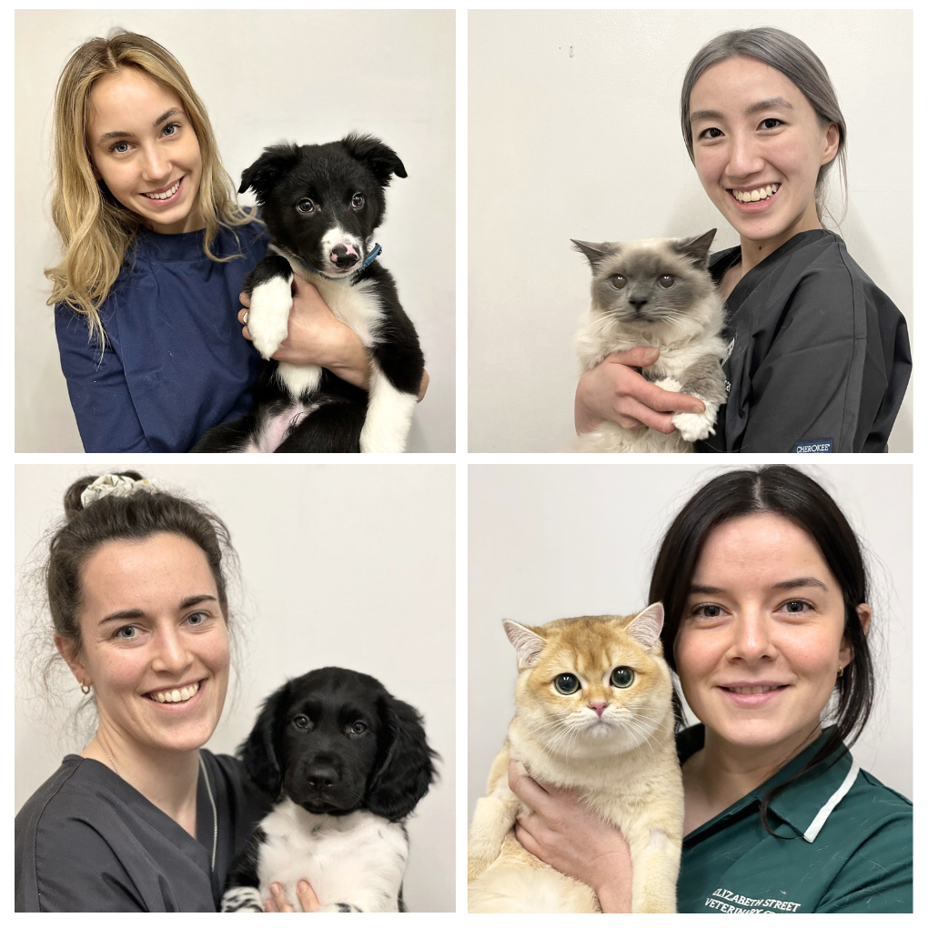 collage of some members of the Elizabeth Street Veterinary Clinic team